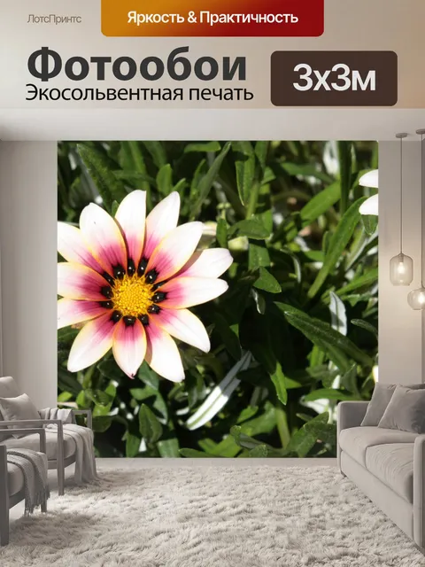 Фотообои Белые и розовые цветы ромашки африкански
