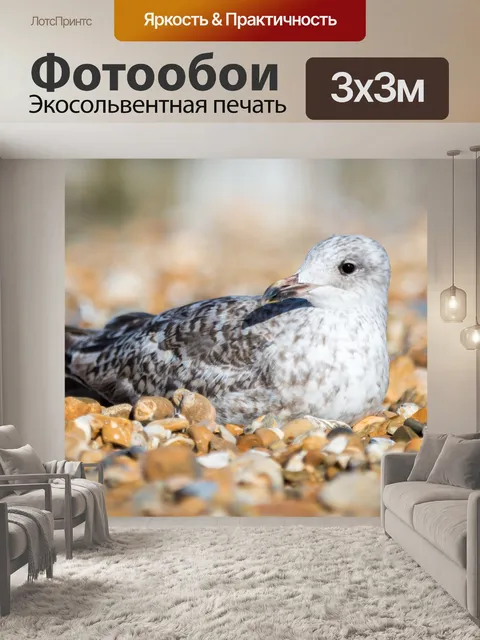Фотообои Чайка сидит