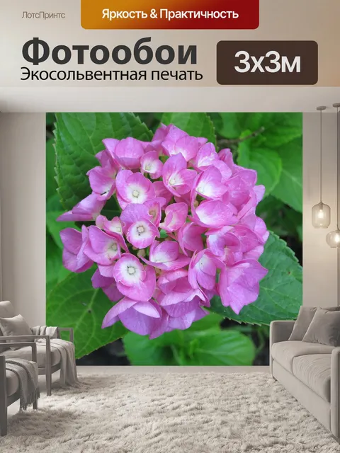 Фотообои Гортензия