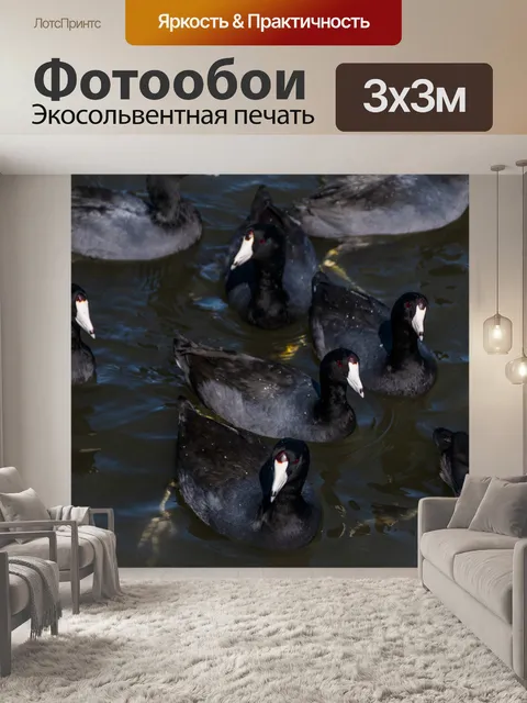 Фотообои Coots