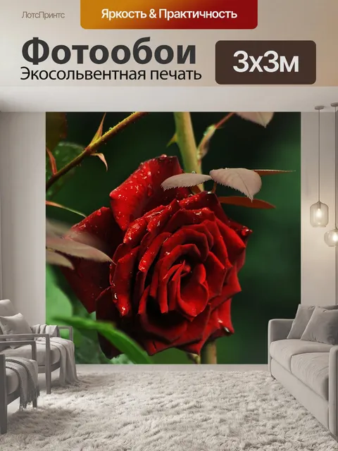 Фотообои Красная роза