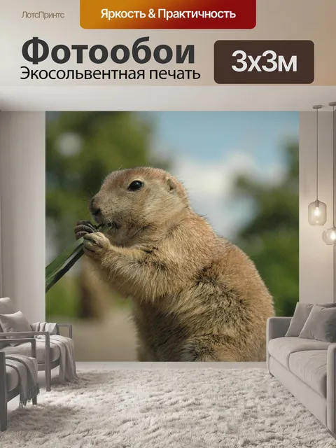 Фотообои Луговая собачка