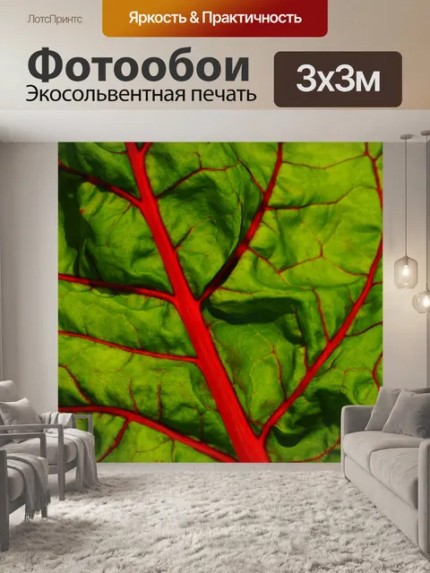 Фотообои Салат из листьев мангольда