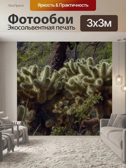 Фотообои История кактусов Cholla
