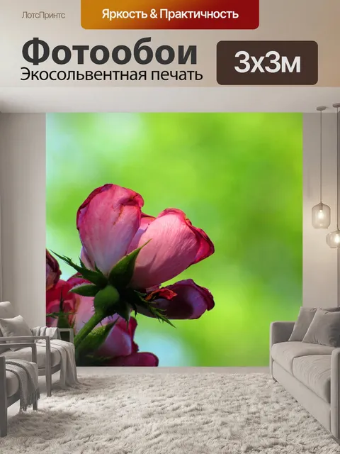 Фотообои розовая роза