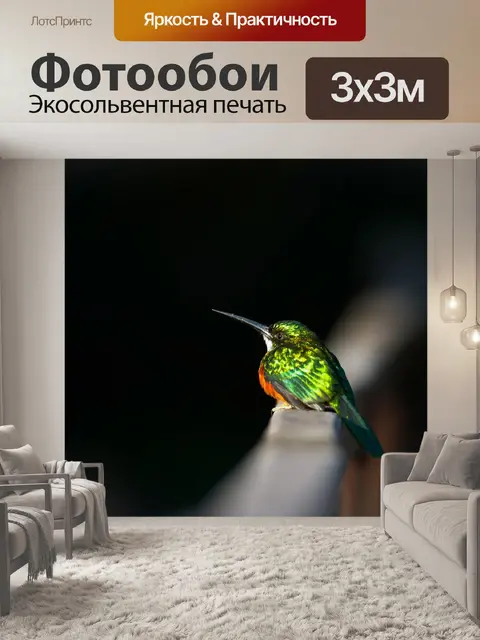 Фотообои Колибри