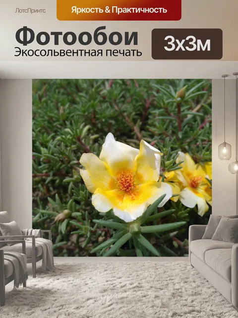 Фотообои Портулак oleracea л