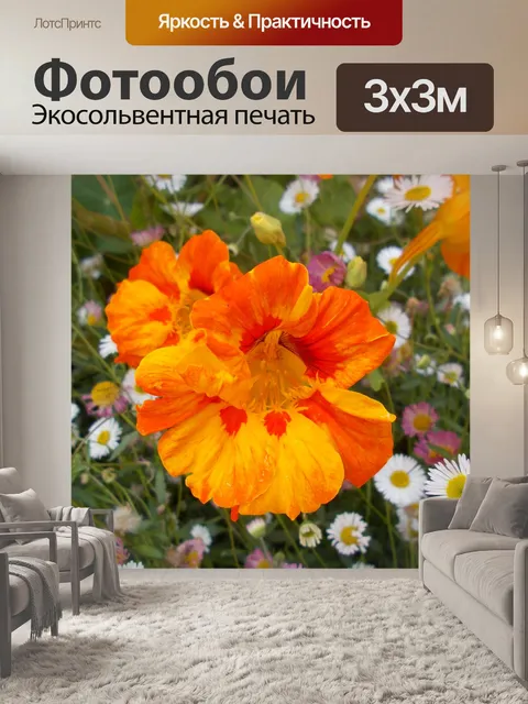 Фотообои Оранжевый настурция