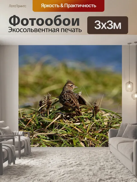 Фотообои Животное