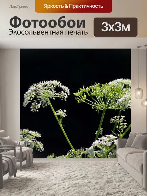 Фотообои Луговой кервель