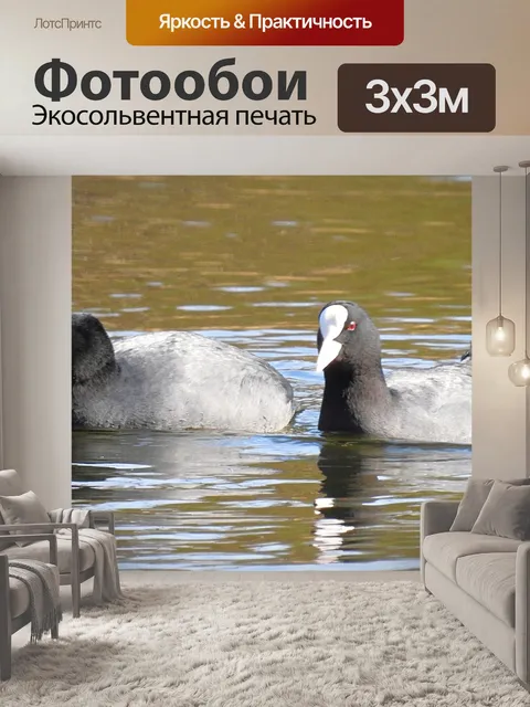 Фотообои Птицы