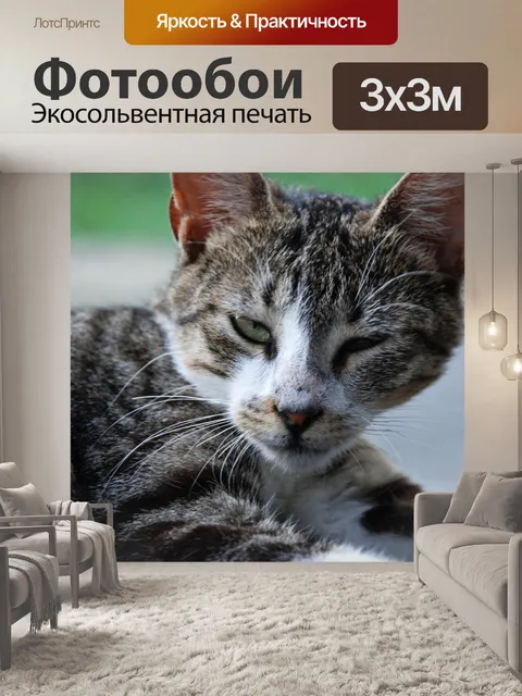 Фотообои Полосатая кошка