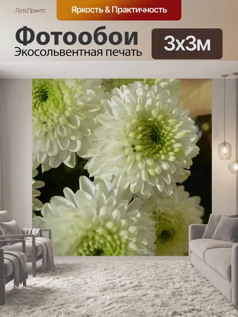 Фотообои Белые хризантемы