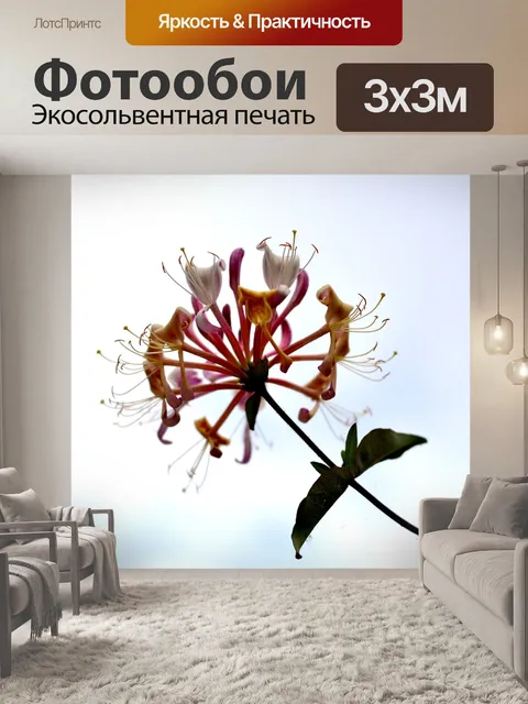 Фотообои Жимолость