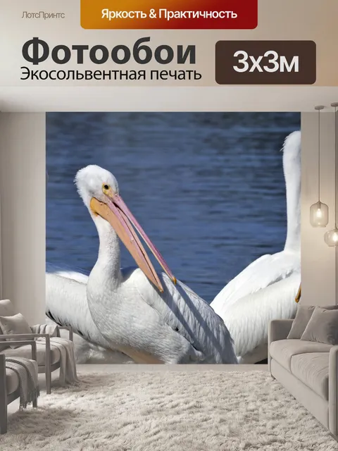 Фотообои Белые пеликаны