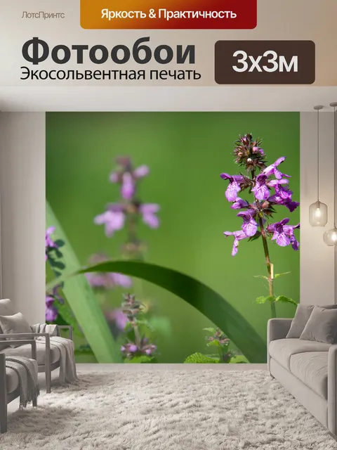 Фотообои Цветок, фиолетовые лепестки