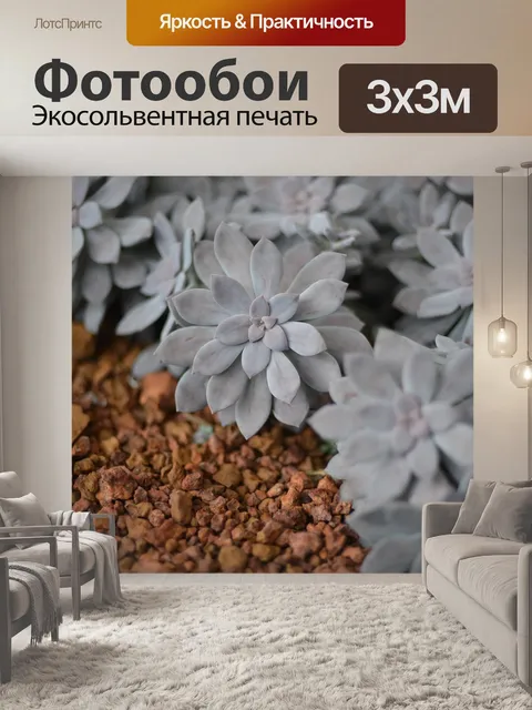 Фотообои Кактус