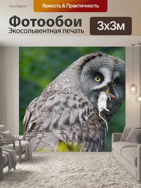 Фотообои Барт сова