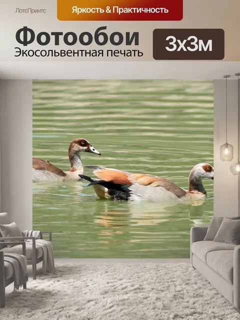 Фотообои Египетские гуси в воде