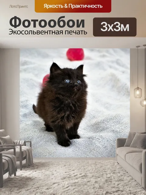Фотообои Котенок