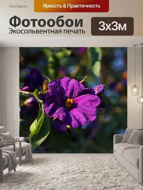 Фотообои фиолетовые цветы куста картофеля на солн