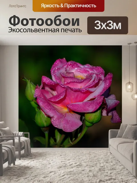 Фотообои Роза