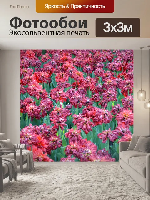 Фотообои Розовый / Фиолетовый тюльпаны