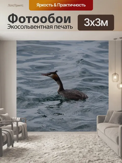 Фотообои Морские птицы