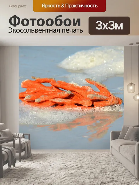 Фотообои Апельсин