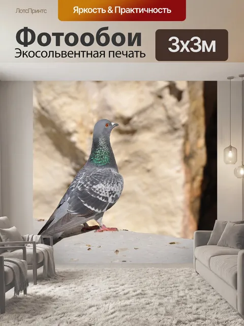 Фотообои Голубь