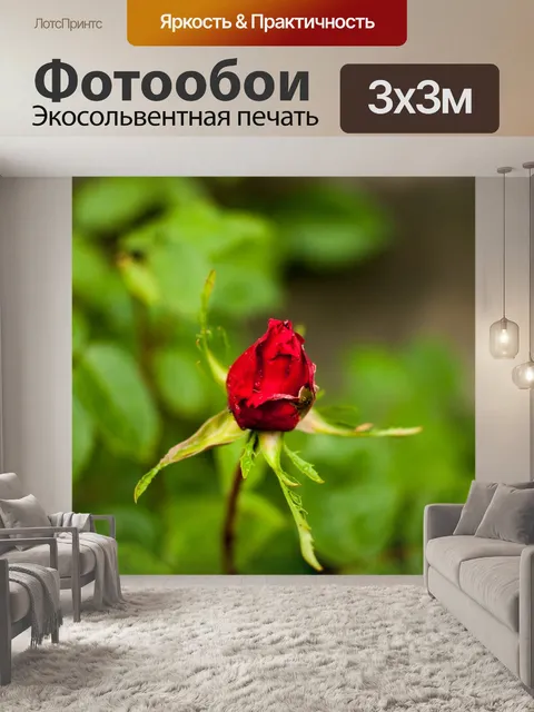 Фотообои Роуз