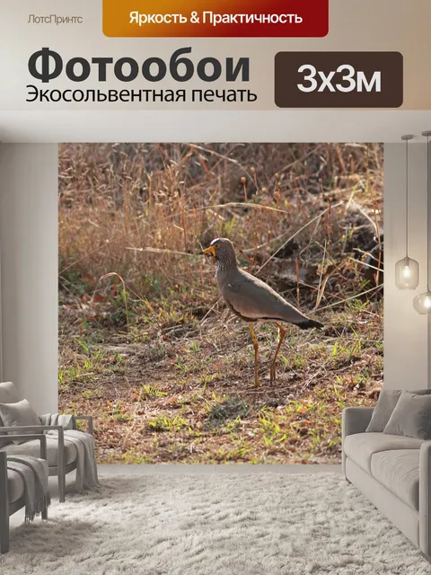 Фотообои плетеная ржанка в лучах утреннего солнца