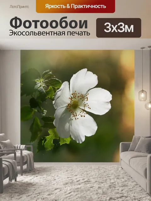 Фотообои Белая роза дикой розы