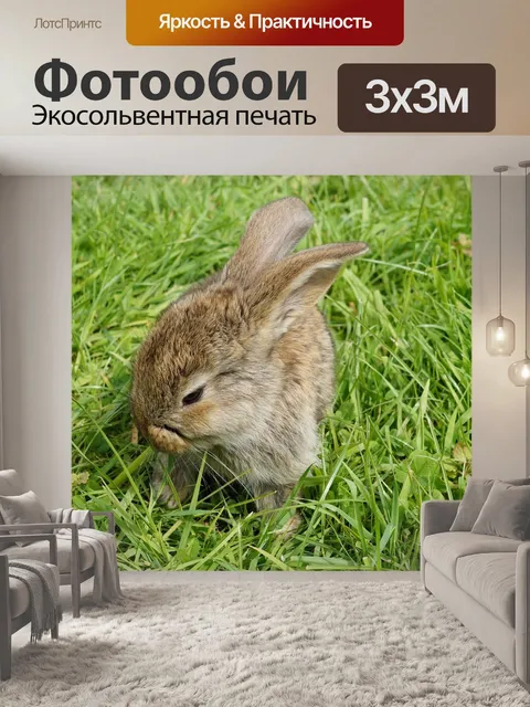 Фотообои Кролик
