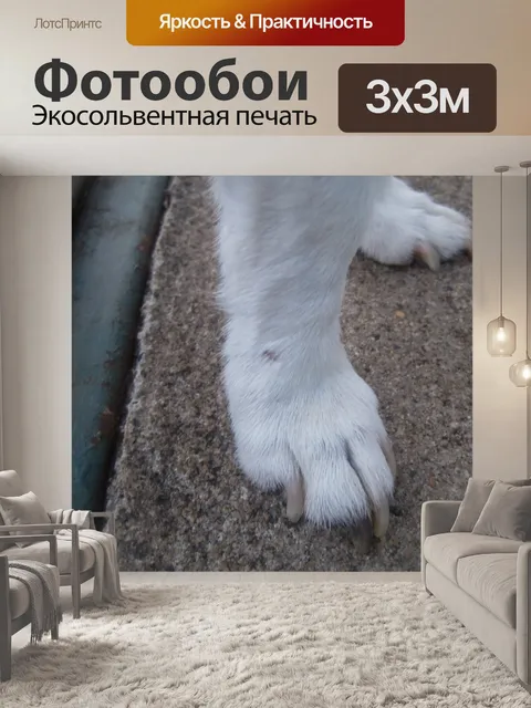 Фотообои нога собаки