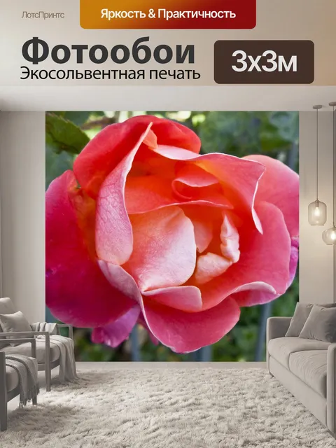 Фотообои Темно-розовые розы