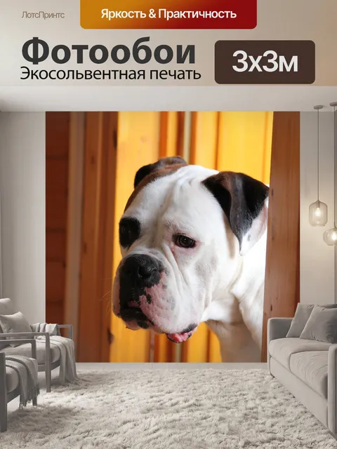 Фотообои Собака