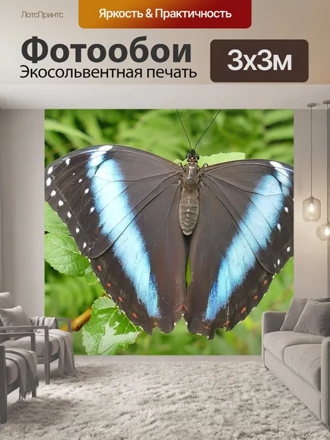 Фотообои Бабочка