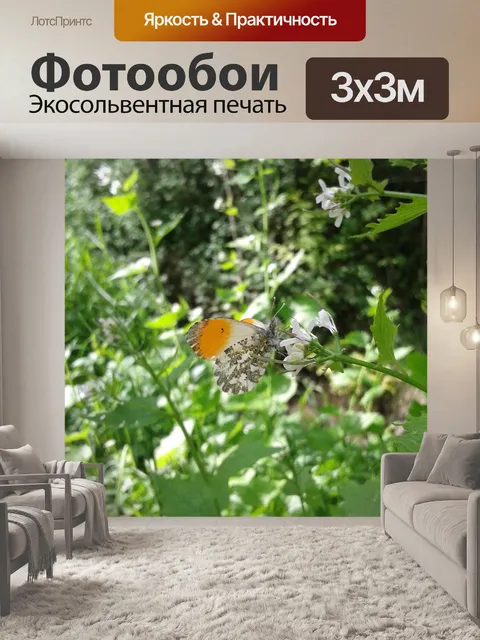Фотообои Бабочка