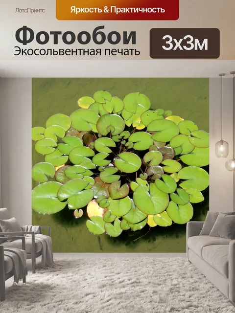 Фотообои Lilypad