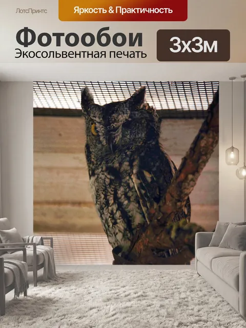 Фотообои Одноглазая сова