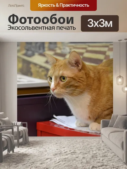 Фотообои Кот