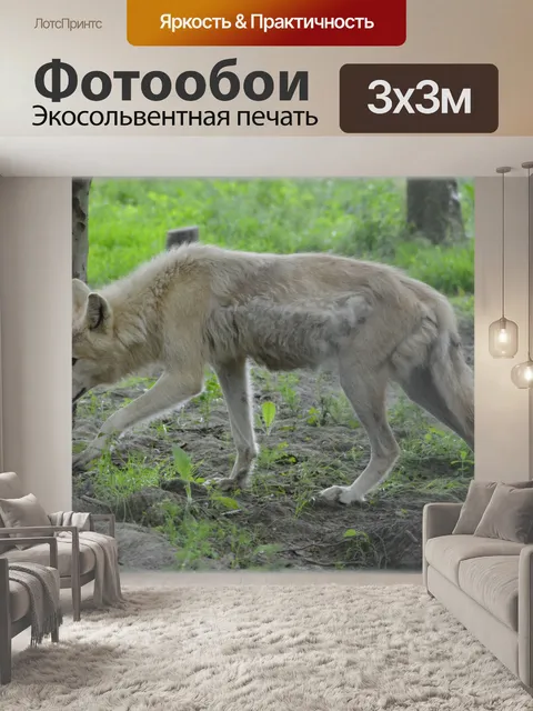 Фотообои Волк 02