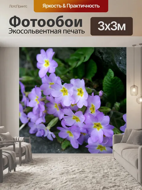 Фотообои Дикие примулы