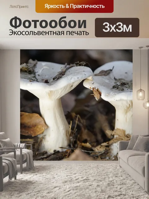 Фотообои Белые грибы