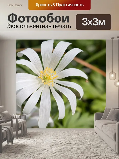 Фотообои Белый цветок макро Макро