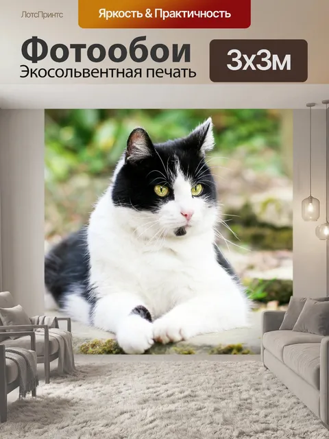 Фотообои Кот