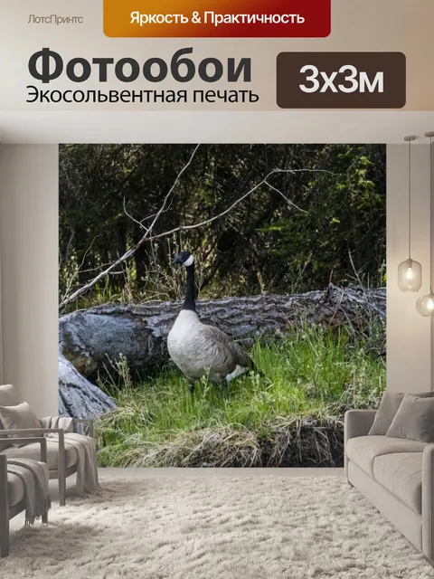 Фотообои Канадский гусь