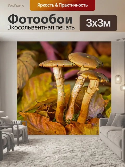 Фотообои Гриб