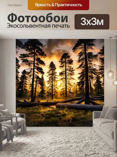 Фотообои лес с останками сосен, солнце сквозь вечерние облака, теплые краски вечернего заката